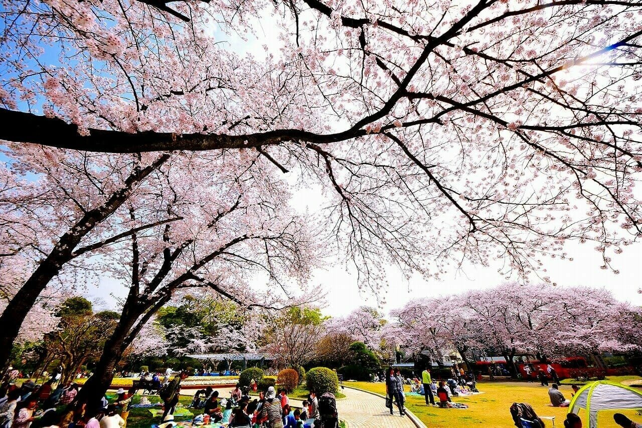 🏞️ 사토미 공원 이미지 8